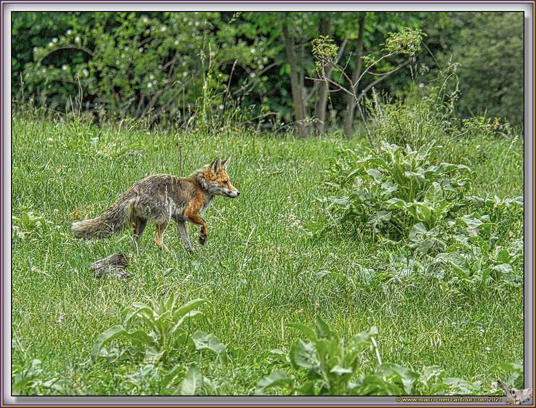 Renard